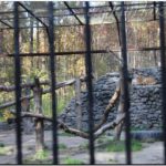 Тигр прячется за прутьями клетки. Новосибирский зоопарк. 2013й год