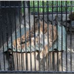 Леопард. Новосибирский зоопарк. 2013й год