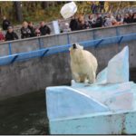 Белый медведь. Новосибирский зоопарк. 2013й год