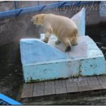 Белый медведь. Новосибирский зоопарк. 2013й год