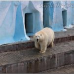 Белая медведица. Новосибирский зоопарк. 2013й год