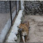 Леопард. Новосибирский зоопарк. 2013й год