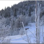 Карликовые березки зимой на фоне сосновых лесов. Кандалакша. Мурманская область