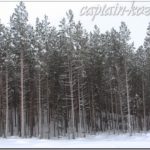 Зимний сосновый лес в Кандалакше. Мурманская область