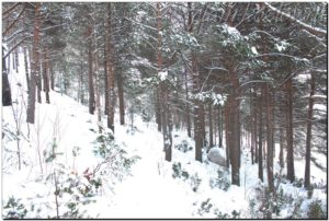 Зимний лес. Кандалакша. Мурманская область