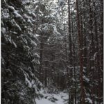 Зимний лес. Кандалакша. Мурманская область